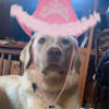 sashaonedog